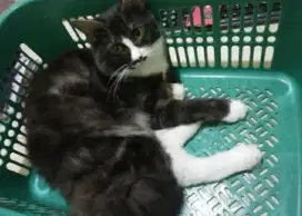 Open adopsi Kucing Jantan Persia, Usia nya 1 tahun lebih