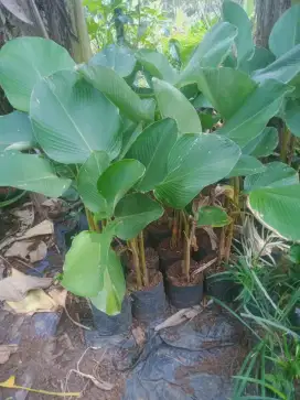 Jual pohon pisangan kalatea