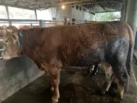 Sapi Qurban Limosin