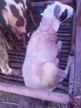 Jual Hewan Qurban Sapi Domba Memenuhi Syarat Babakan sari Antapani