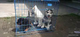 Puppies husky rasa alaskan malamut dan rottweiler