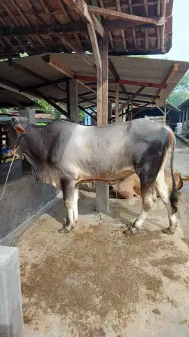 Sapi Jawa 300 kg-an / Sapi Gemuk Tapi Murah / Sapi Jawa