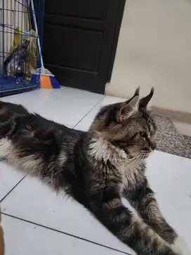 KUCING MAINECONE