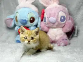 Kucing BSH Ped WCF Jantan Bicolour Red