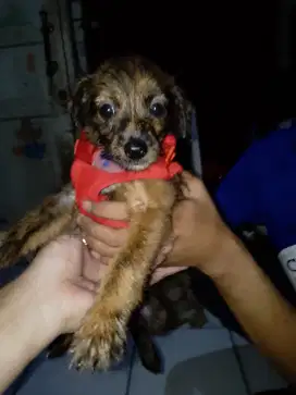 Schnauzer mix shitzu jntan 2bln