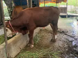 Jual cepat sapi qurban metal