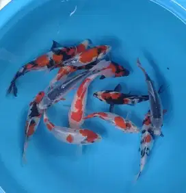 Ikan koi size 15cm