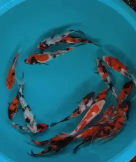 Ikan koi size 15cm