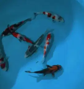 Ikan koi size 15cm