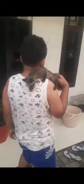 Musang Baby 2 bln Mandiri Jinak Lok kemanggisan