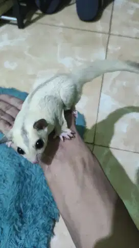 Sugar Glider Platinum ph cream Jantan