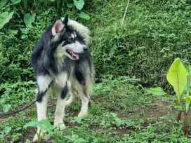 Anjing Alaskan Malamute Keturunan Thailand & Polandia