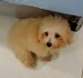 Poodle Pupy Jantan Sertifikat Stbm Perkin