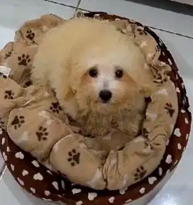 Poodle Jantan Pupy Surat Stbm Perkin