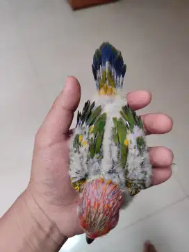Baby sun conure full lolohan