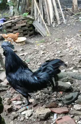 Siap di mahar Ayam Cemani