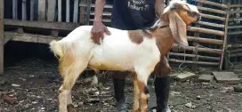 Jual Kambing qurban