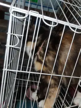 Kucing anggora mix kampung