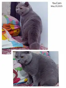 British Short Hair Blue Solid Male
