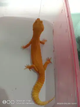 Leopard gecko sunglow het raptor