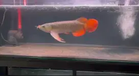 Arwana spesial gondrong 30cm up