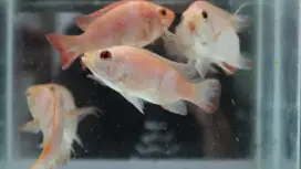 Bibit Ikan Air Tawar Berkualitas Pertumbuhan Cepat