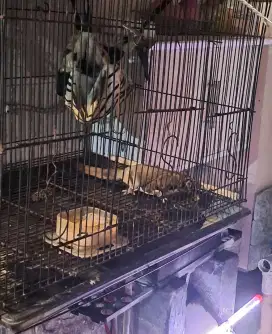 Sugar Glider CG Male Adult