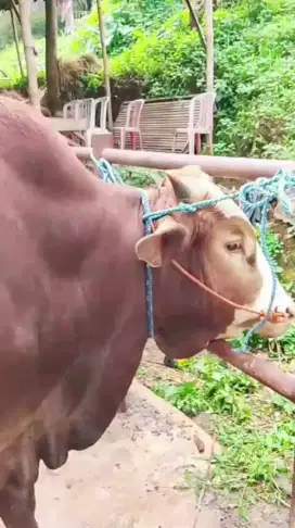 Sapi qurban 500 / 600 kg