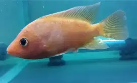 Ikan louhan Red monkey