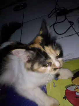 Kucing Persia Calico Mix Betina