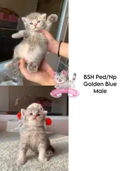 Kucing BSH Golden Blue