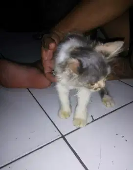 Anak Kucing Persia Calico Mix Betina