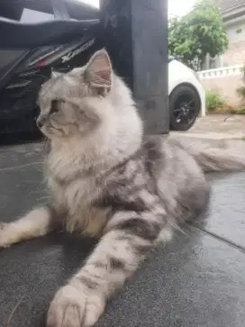 Open Adop Kucing Persia Jantan