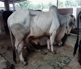 sapi jantan 500kiloan siap sapi qurban 2025 limosin metal pegon jawaan