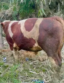sapi jantan 500kiloan siap kurban 2025 limosin metal pegon jawaan puas