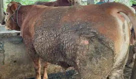 sapi qurban limosin 500kiloanUP siap hewan qurban premium 2025 rawatan