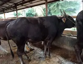 sapi qurban 500kiloan siap hewan qurban 2025 jawa pegon limosin metal