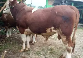 sapi qurban 500kiloan ready limosin metal pegon jawaan siap kurban top