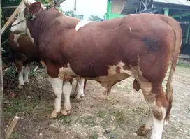 sapi qurban 500kiloan ready limosin metal jawa pegon siap kurban 2025