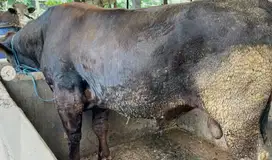 sapi qurban 500kiloan siap kurban 2025 ready limosin metal pegon jawa
