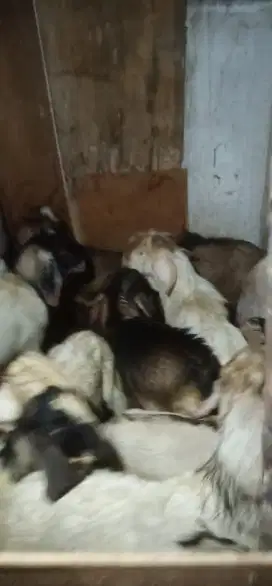 Kambing Qurban Daerah Duren Sawit Klender