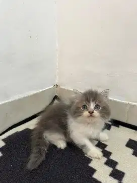 Kucing persia flatnose
