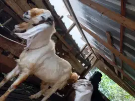 Kambing kurban atau aqiqah