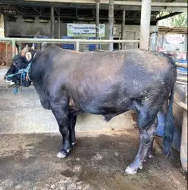 sapi qurban 500kiloan reaady limosin metal pegon jawaan siap kurban ok