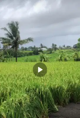 DIKONTRAKKAN TANAH UNTUK VILLA LOKASI PANTAI LIMA PERERENAN VIEW SAWAH