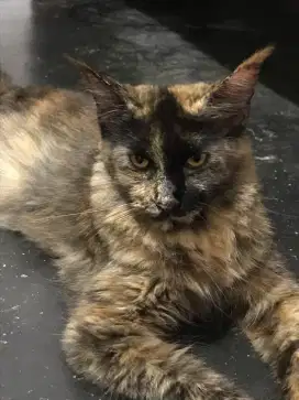 mainecoon adult cfa