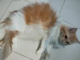 Kucing anggora / mirip maincoon