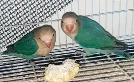 Burung love bird Aqua 2 ekor
