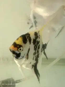 Manfish di jual