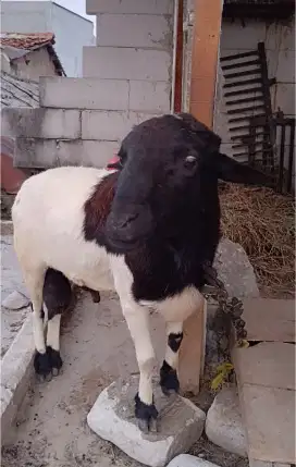 Domba Dorper Jantan